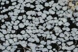 Polished Snowflake Obsidian Section - Utah #114209-1
